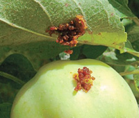 Яблонная плодожорка: цикл развития и меры борьбы