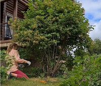 Уход за садом (Обрезка калин, сиреней, прополки) в пос. Красная горка, 2022