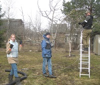 Обрезка плодового сада в Пушкине, апрель 2023