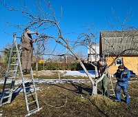 Обрезка яблонь и слив в поселке Чаща, апрель 2023