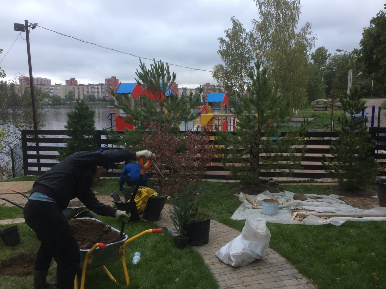 Посадка хвойных, плодовых деревьев и живой изгороди в Новосаратовке в 2019 году