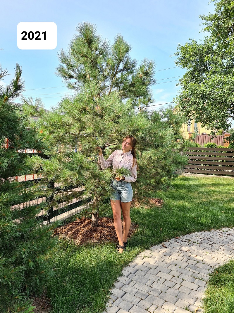 Посадка хвойных, плодовых деревьев и живой изгороди в Новосаратовке в 2019 году