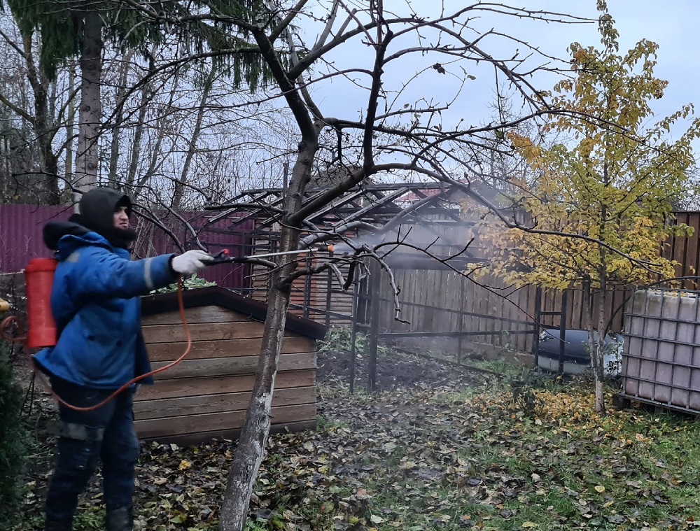 Обрезка плодовых и декоративных деревьев в СНТ Природа Гатчинского района, ноябрь 2023