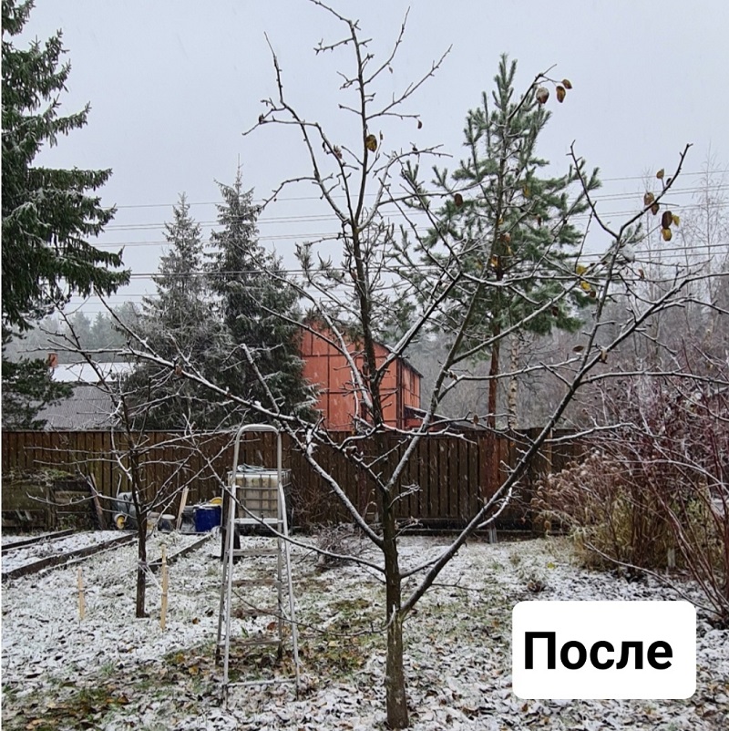 Обрезка плодовых и декоративных деревьев в СНТ Природа Гатчинского района, ноябрь 2023