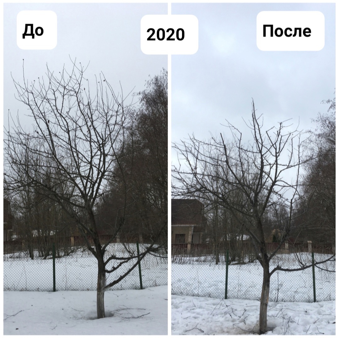 Обрезка яблонь в Сосново 2019-2023