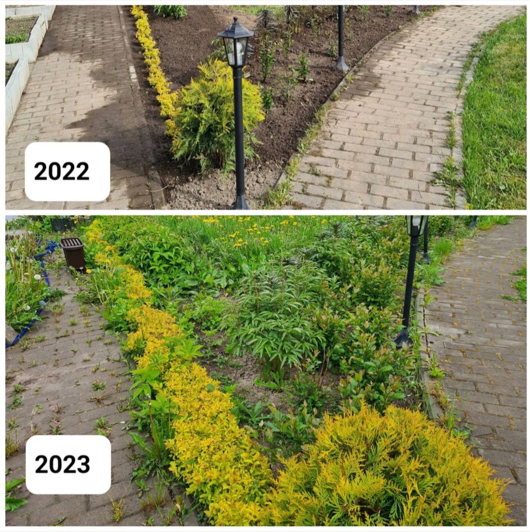 Посадка четырех живых изгородей в поселке Лопухинка в 2021-2022 годах