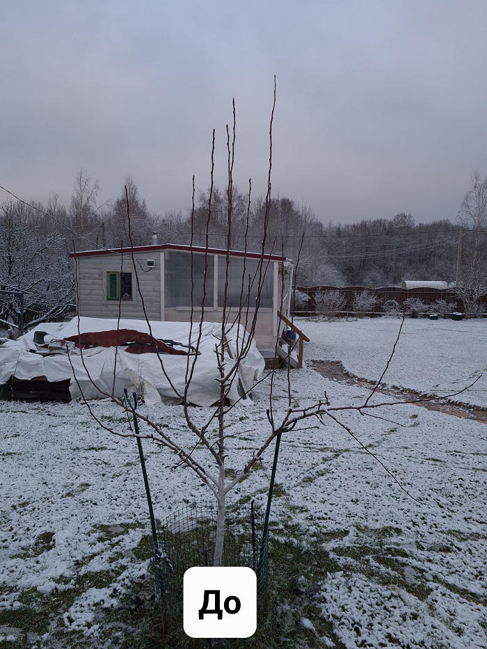 Обрезка яблони, груши и вишни в Ленинградской области