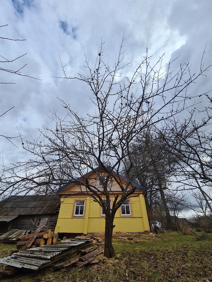 Обрезка яблонь и груш в Гатчине, 2021