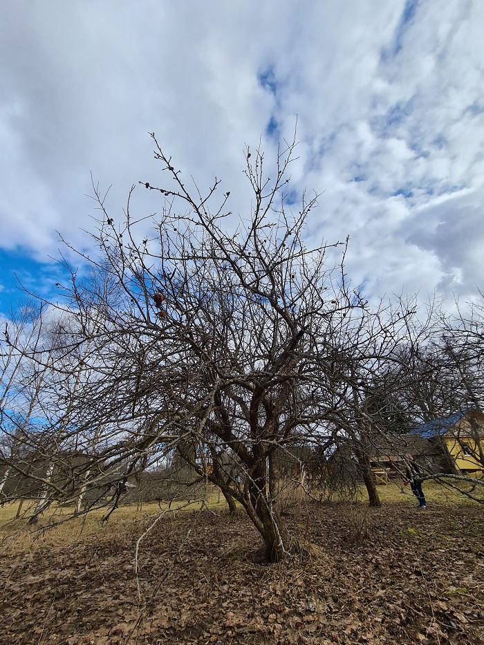 Обрезка яблонь и груш в Гатчине, 2021