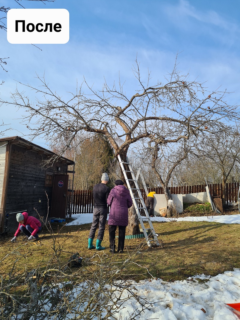 Обрезка взрослых яблонь в Васкелово, 2023